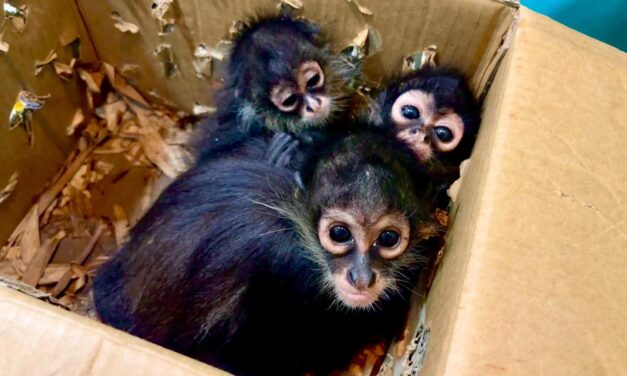 Resguardan tres monos araña en Poza Rica; fueron trasladados a UMA para su protección