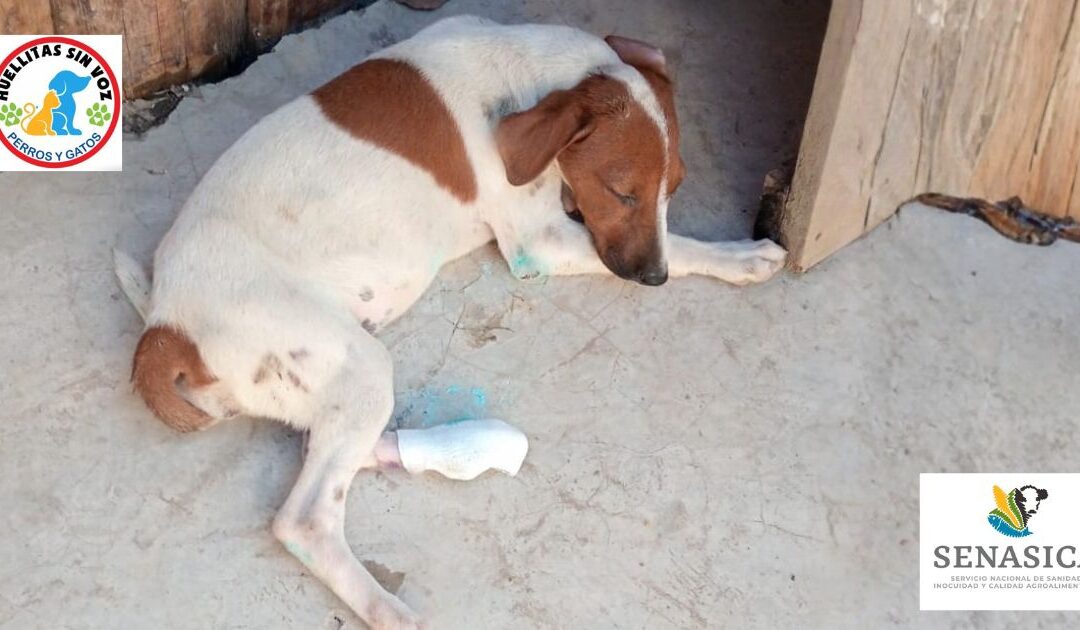 SENASICA y Huellitas Sin Voz el único frente ante casos de Gusano Barrenador en animales domésticos