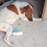 SENASICA y Huellitas Sin Voz el único frente ante casos de Gusano Barrenador en animales domésticos