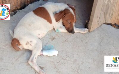 SENASICA y Huellitas Sin Voz el único frente ante casos de Gusano Barrenador en animales domésticos