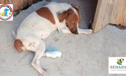 SENASICA y Huellitas Sin Voz el único frente ante casos de Gusano Barrenador en animales domésticos