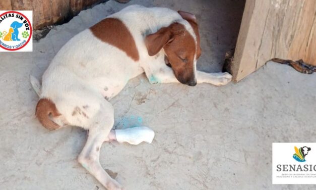 SENASICA y Huellitas Sin Voz el único frente ante casos de Gusano Barrenador en animales domésticos