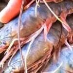Implementan veda de camarón y acamaya en Ixhuatlán de Madero