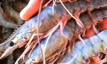 Implementan veda de camarón y acamaya en Ixhuatlán de Madero