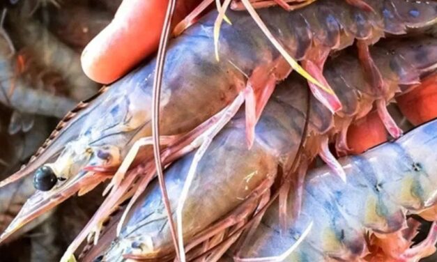 Implementan veda de camarón y acamaya en Ixhuatlán de Madero