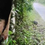 Localizan oso hormiguero sin vida en carretera de Benito Juárez; piden proteger a la especie