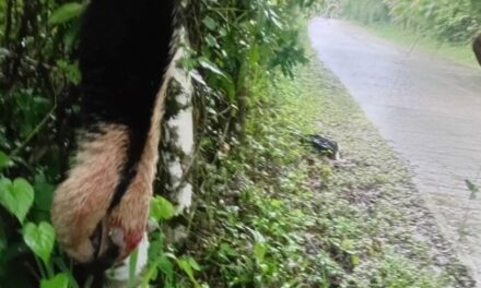 Localizan oso hormiguero sin vida en carretera de Benito Juárez; piden proteger a la especie