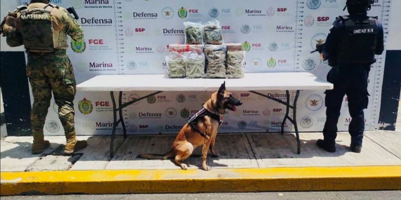 Operativo encabezado por SSP y FGE, con apoyo de fuerzas federales, asegura más de 54 kilos de presunta marihuana y 30 mil litros de hidrocarburo
