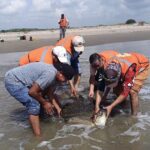 Auxilian a tortuga verde varada en Playa Norte de Barra de Cazones