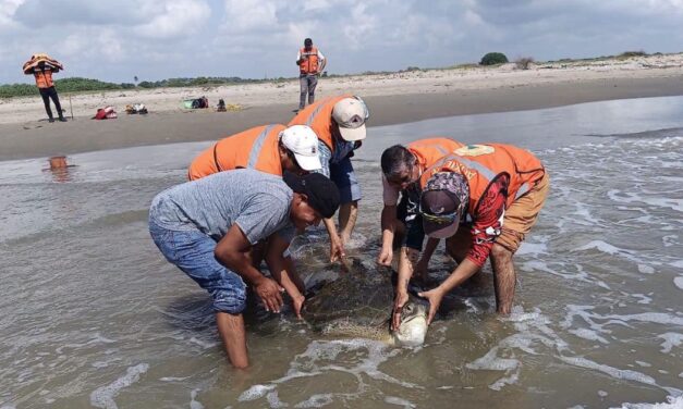 Auxilian a tortuga verde varada en Playa Norte de Barra de Cazones