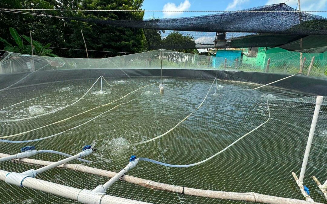 Impulsan la producción acuícola en Ixhuatlán de Madero con capacitación técnica en tilapia