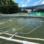 Impulsan la producción acuícola en Ixhuatlán de Madero con capacitación técnica en tilapia