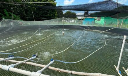 Impulsan la producción acuícola en Ixhuatlán de Madero con capacitación técnica en tilapia