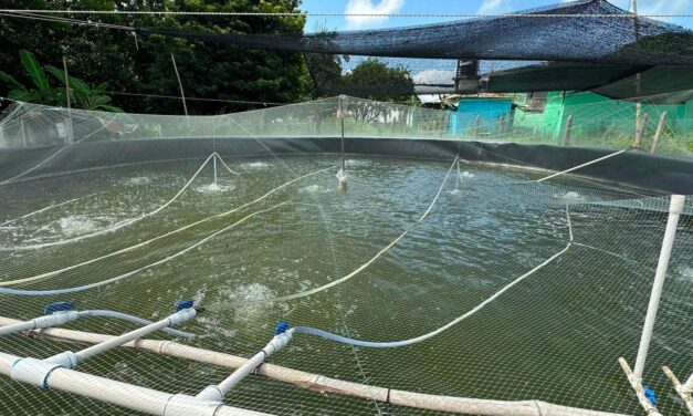 Impulsan la producción acuícola en Ixhuatlán de Madero con capacitación técnica en tilapia