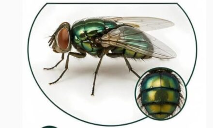 Exhortan a la población de Naranjos a no matar la mosca estéril contra el gusano barrenador