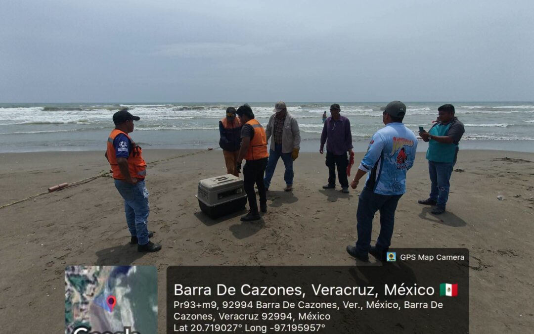 Rescatan a pelícano enfermo en playa de Barra de Cazones