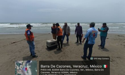 Rescatan a pelícano enfermo en playa de Barra de Cazones