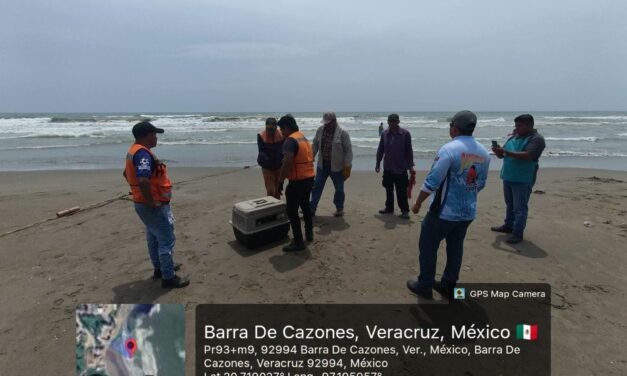 Rescatan a pelícano enfermo en playa de Barra de Cazones