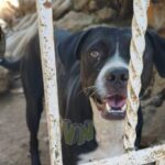 Interviene Protección Animal en Cazones tras nueva agresión de un perro a una menor