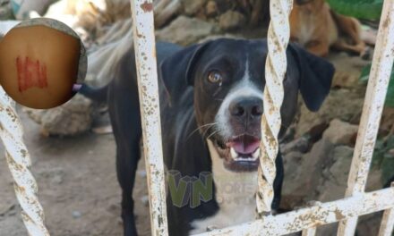Interviene Protección Animal en Cazones tras nueva agresión de un perro a una menor