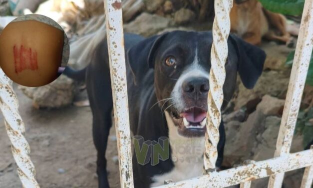 Interviene Protección Animal en Cazones tras nueva agresión de un perro a una menor
