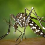 Refuerzan acciones contra el dengue en Álamo ante temporada de lluvias