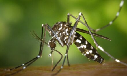 Refuerzan acciones contra el dengue en Álamo ante temporada de lluvias