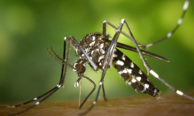 Refuerzan acciones contra el dengue en Álamo ante temporada de lluvias
