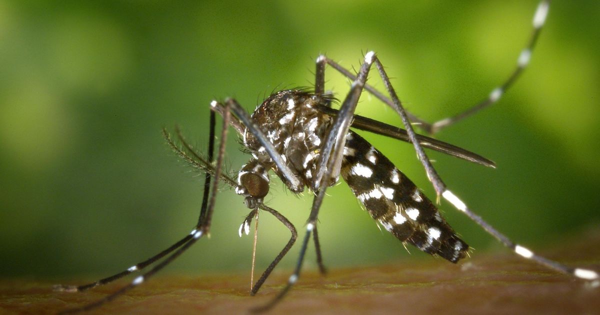 Refuerzan acciones contra el dengue en Álamo ante temporada de lluvias