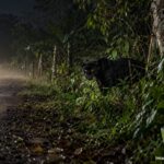 ¿Es el jaguar desaparecido de la UMA? Reportan una “pantera” en Castillo de Teayo