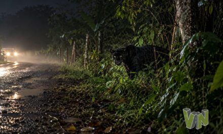 ¿Es el jaguar desaparecido de la UMA? Reportan una “pantera” en Castillo de Teayo
