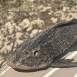 Pescadores de Papantla alertan por la presencia del pez diablo en el río Remolino