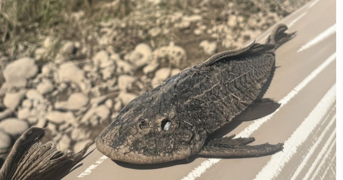 Pescadores de Papantla alertan por la presencia del pez diablo en el río Remolino